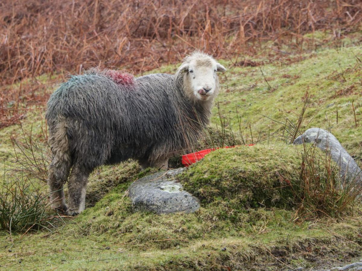 Grizedale Daire Kendal Dış mekan fotoğraf
